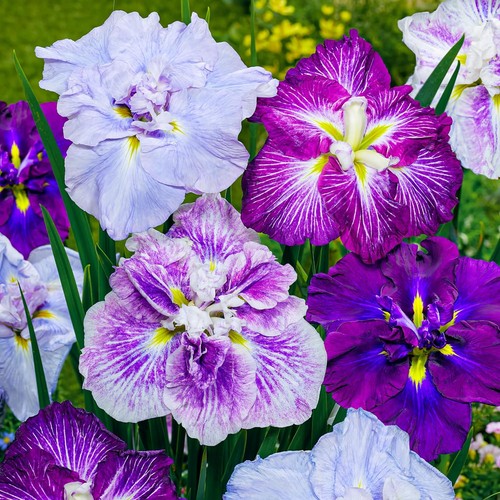 Bulbi iris resistenti - iris,