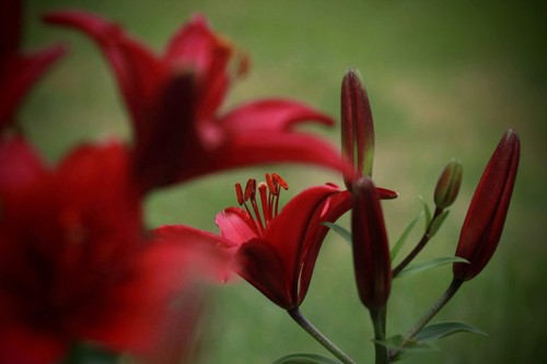 Bulbi gigli rossi lilium - gigli,