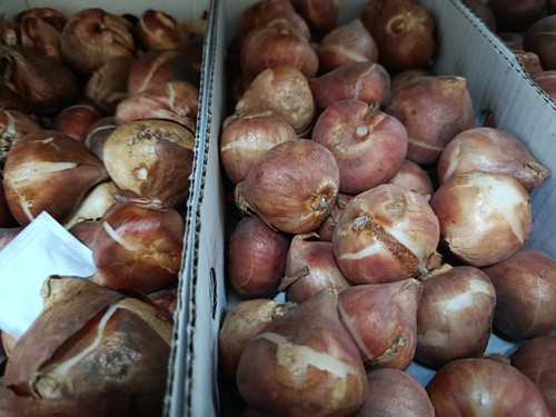 Tulipani bulbi fiori - bulbi, di
