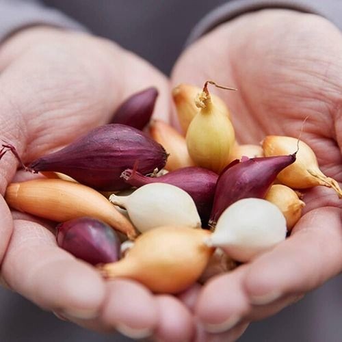 Cipolle semina bulbi - bulbi, –