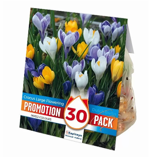 Bulbi crocus vernus mix - vernus,