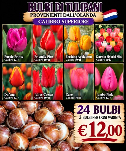 Bulbi di tulipani - 🌷,