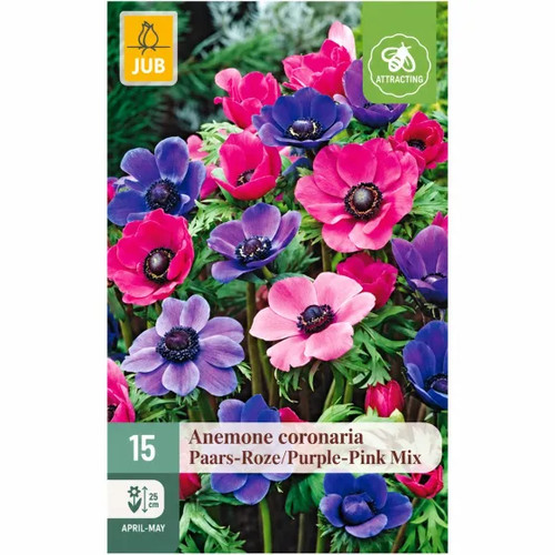Bulbi anemone rosa viola - bulbi, e