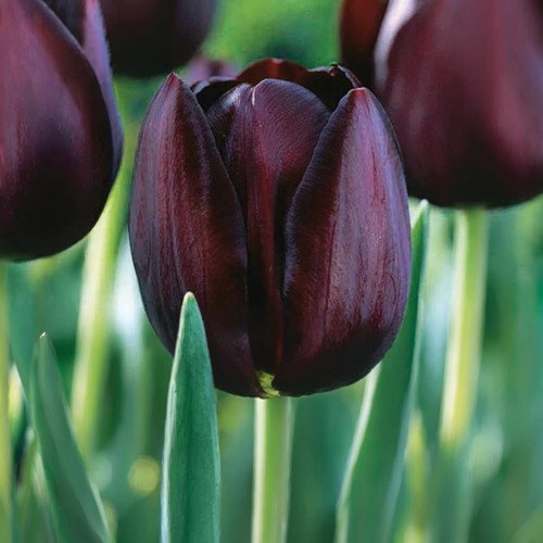Bulbi tulipani collezione - di,