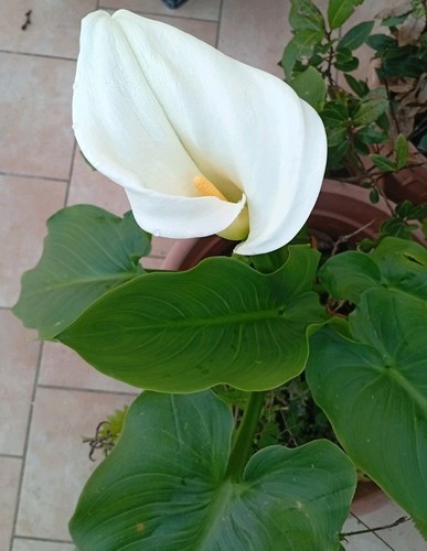 Calla aethiopica - aethiopica,