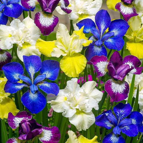 Bulbi iris resistenti - iris,,