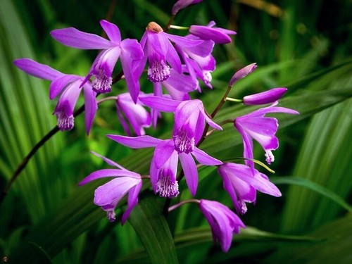 Bletilla bulbi detta -  bletilla ,