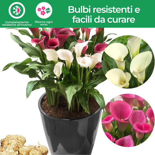 Bulbi calla resistenti - di,