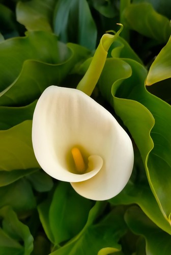 Bulbi calla bianca - 6,