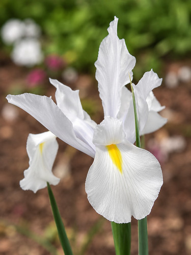 Bulbi iris bianchi - di, bianchi,