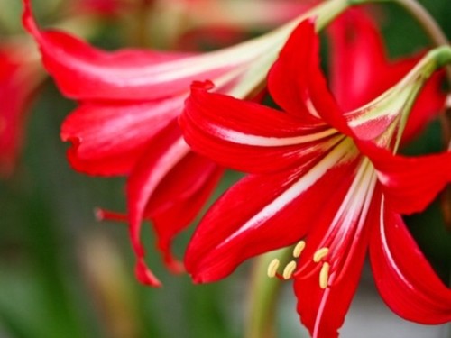 Bulbi amaryllis diametro - amaryllis.,