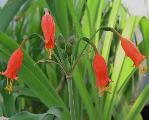 Urceolina peruviana syn - urceolina,