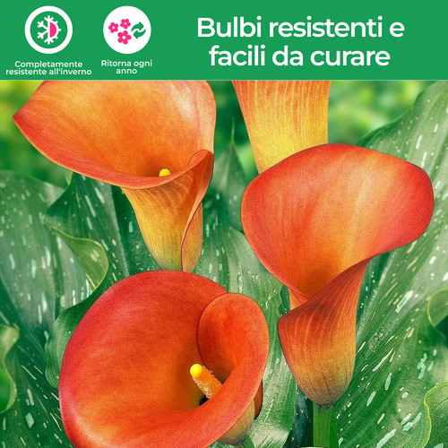 Bulbi calla resistenti - bulbi, di