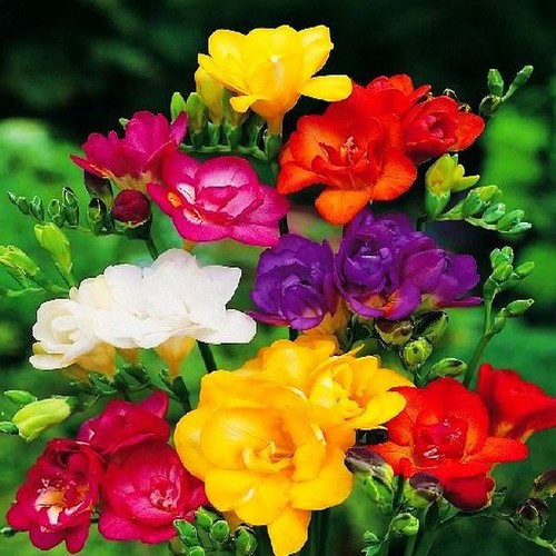 Bulbi fresia fiori - fiori, doppi