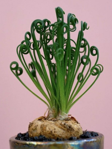 Albuca spiralis growing - spiralis,