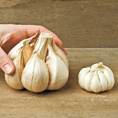 Bulbillini aglione da - aglione,