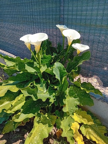Zantedeschia white giant - zantedeschia,