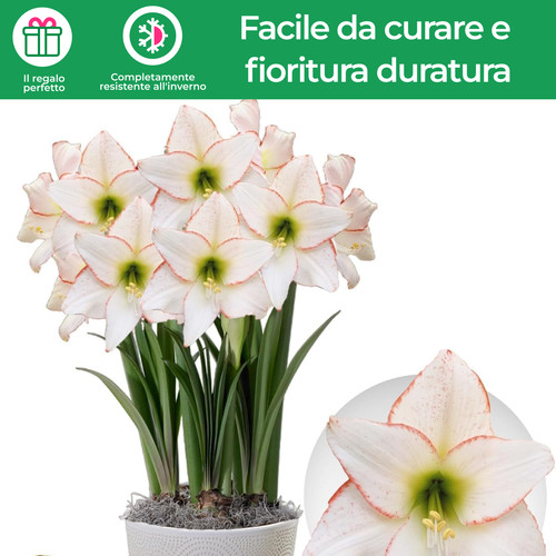 Bulbi amarillide picotee - bulbi,