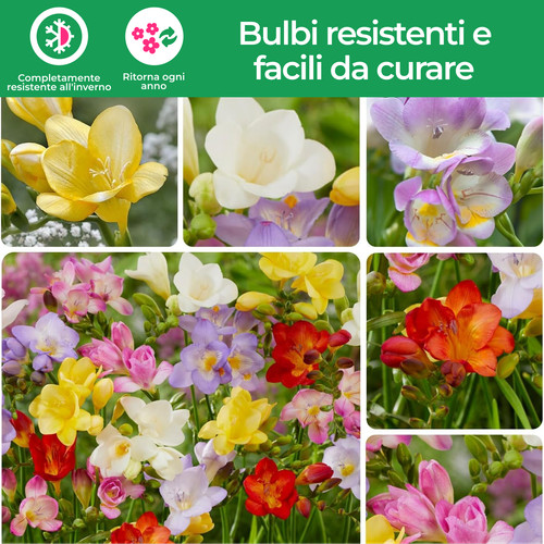 Bulbi fresia singoli - bulbi,