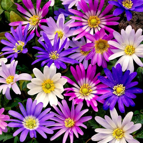 Bulbi anemone resistenti - di,