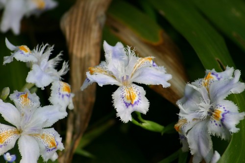 Piante iris japonica radice - iris,