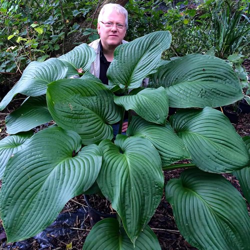 Pianta hosta plantain - pianta,