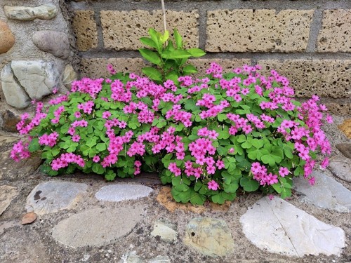 Trifoglio rosa oxalis - trifoglio,