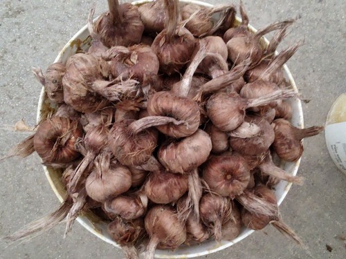 Bulbi zafferano crocus - bulbi,