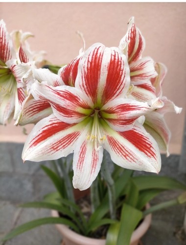 Bulbi amaryllis diametro - di,