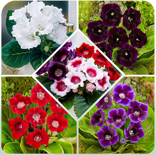 Bulbi gloxinia resistenti - gloxinia,