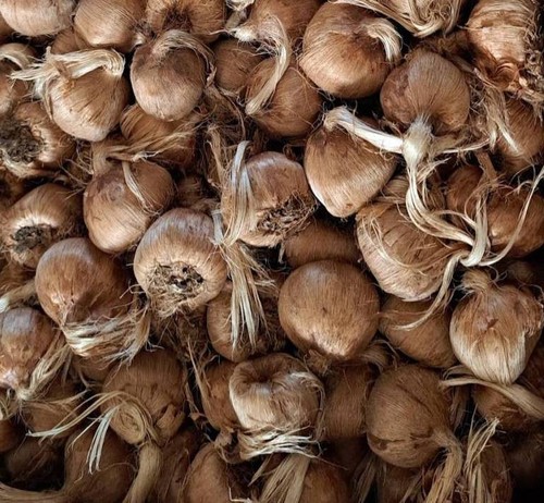 100 bulbi zafferano vero - 100,