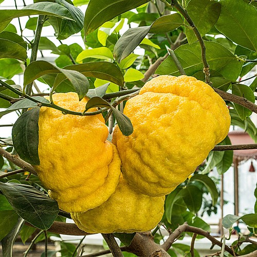 Citrus lemon cedro pompia - , "cedro