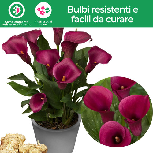 Bulbi calla resistenti - di,