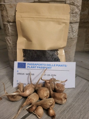 Prenota bulbi zafferano - bulbi,
