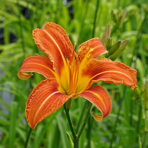 Hemerocallis daylilies - hemerocallis,,