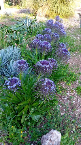 Scilla peruviana bulbi xl - peruviana,,