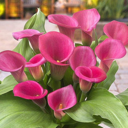 Bulbi calla resistenti - bulbi,