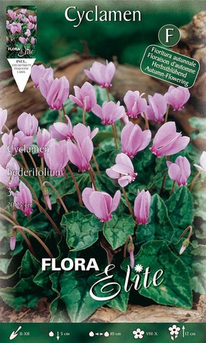 Ciclamino cyclamen - ciclamino,