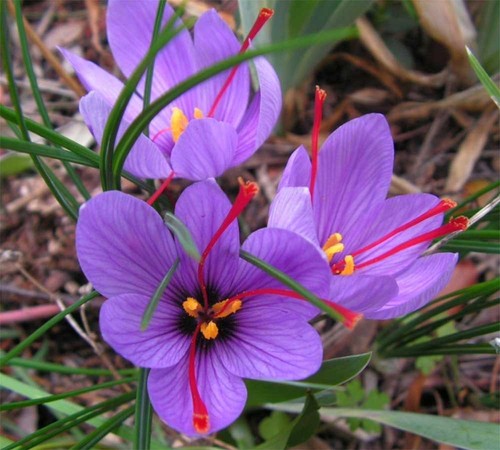 Offerta 200 bulbi crocus - bulbi, di