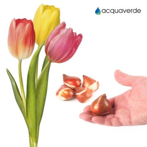 Bulbi tulipano olandesi - tulipano,