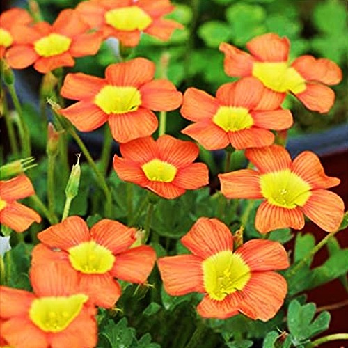 Oxalis bulbi fiori cipolle - fiori,
