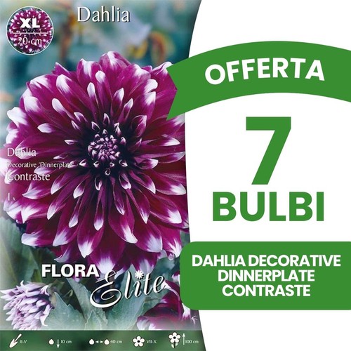Offerta bulbi dahlia - offerta, 7