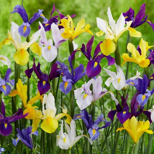 Bulbi iris resistenti mix - bulbi,