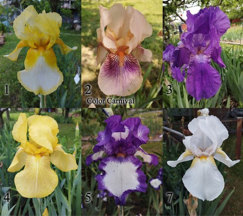 Iris germanica vari - germanica,, colori