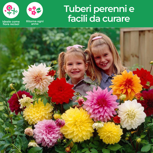 Tuberi bulbi dalia piatto - tuberi/bulbi,