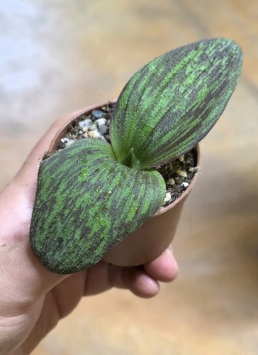 Rara massonia longipes - rara,