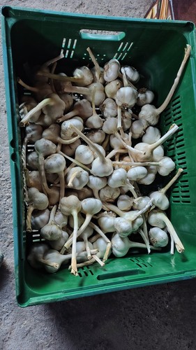 Aglione della valdichiana - kg,