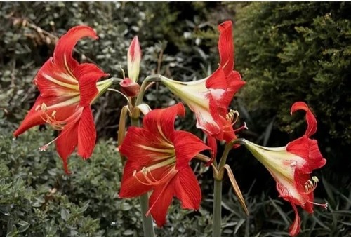 Amaryllis hippeastrum red - hippeastrum, "red