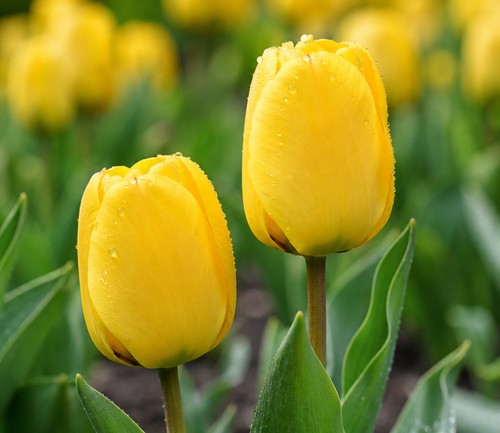 Bulbi tulipani gialli - 7,