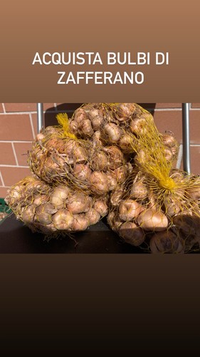 Bulbi zafferano prodotti - bulbi,